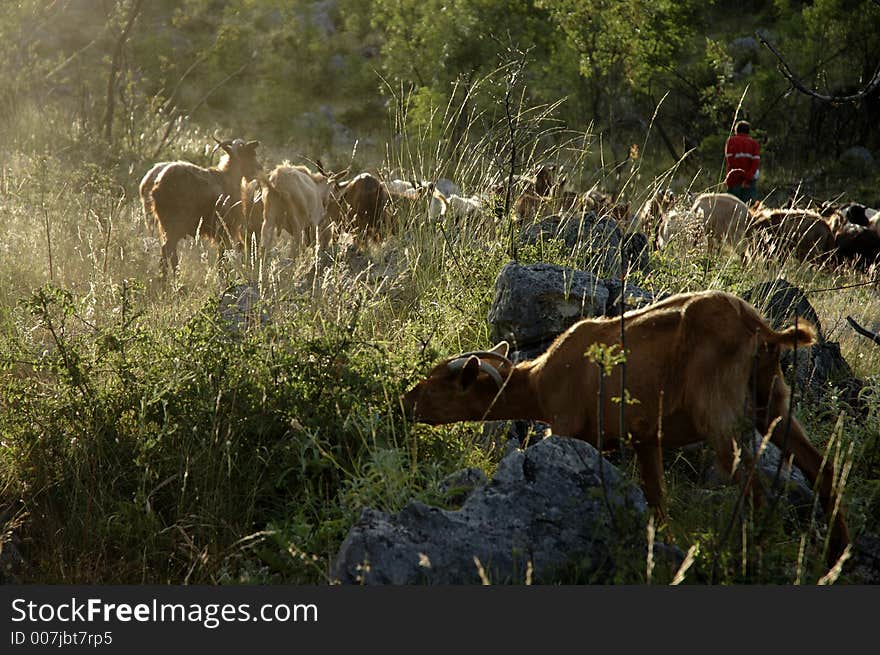 Goats in the village near my house. Goats in the village near my house