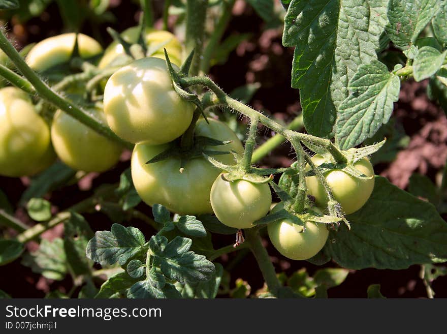 Green tomato on branch