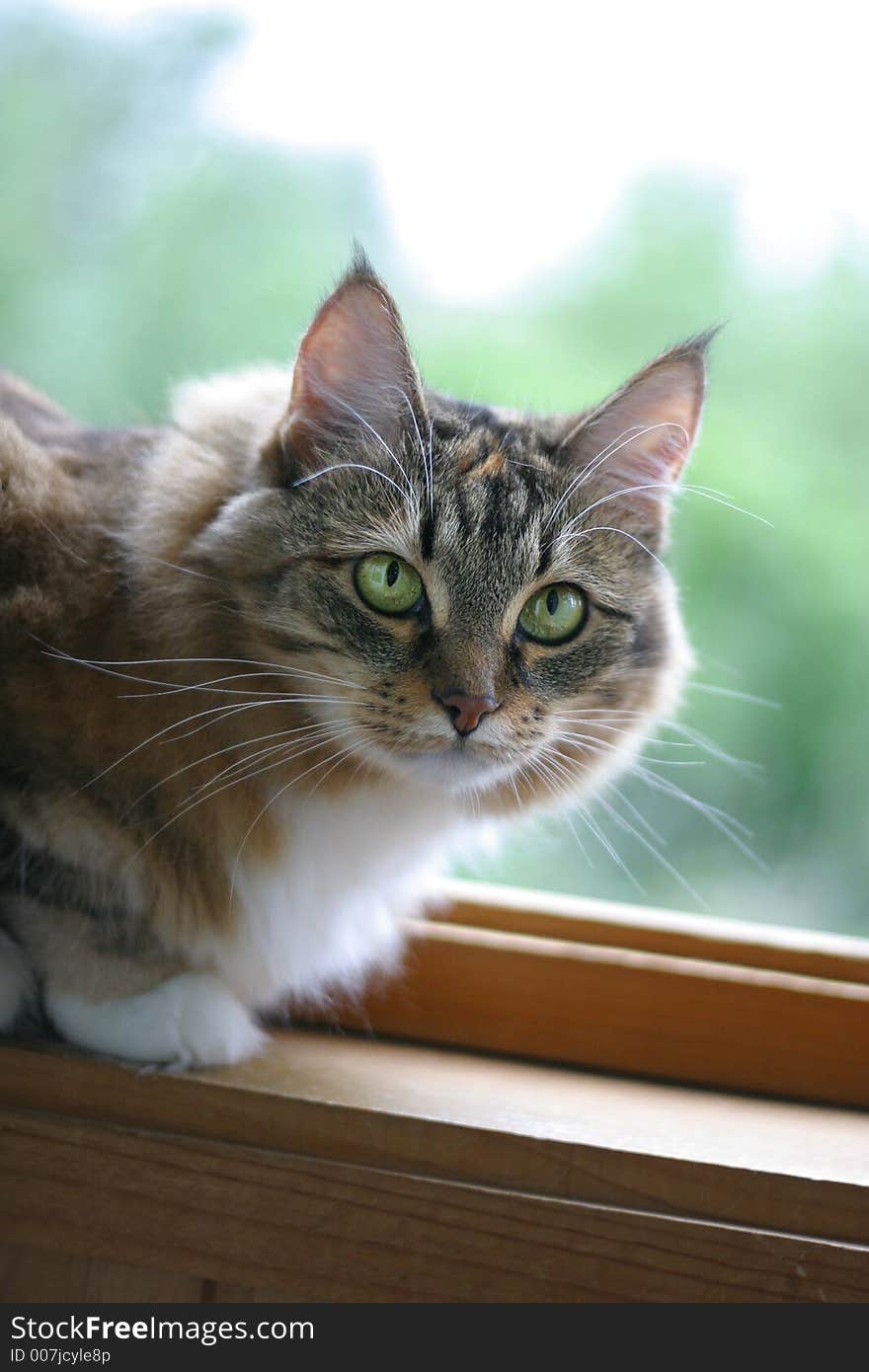 Cat on a balcony on a background green. Cat on a balcony on a background green