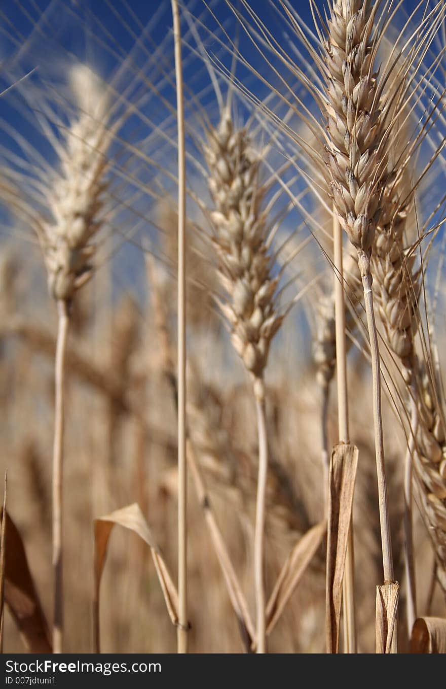 Field of wheat