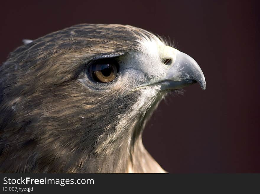 Portrait Of A Red-tailed Hawk