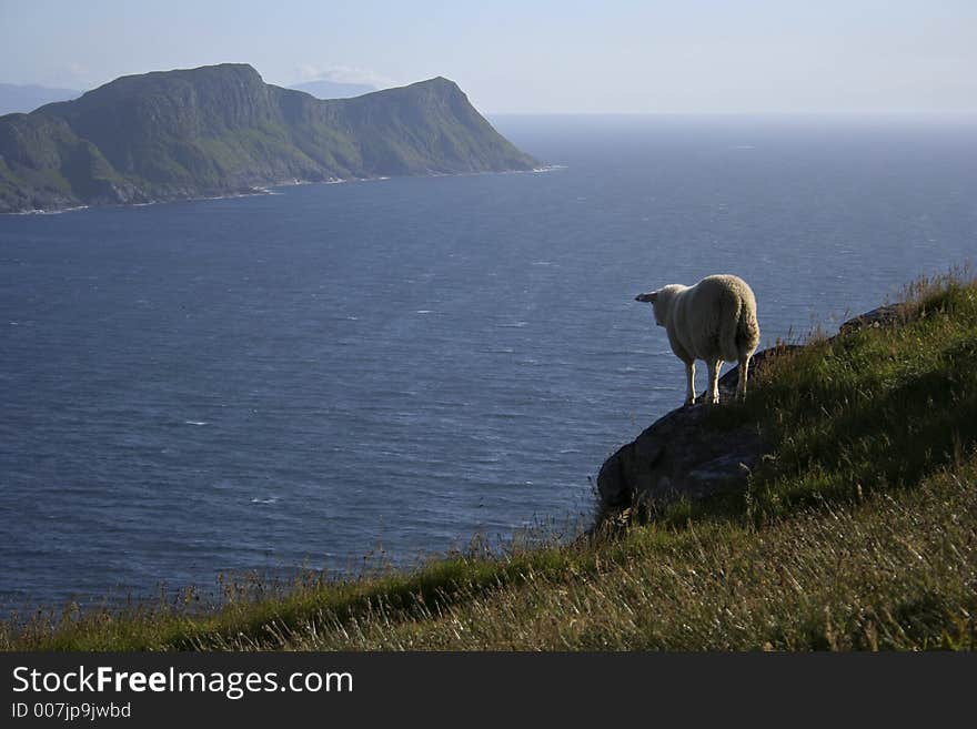 A sheep at the top of the Runde Island in Norway. A sheep at the top of the Runde Island in Norway