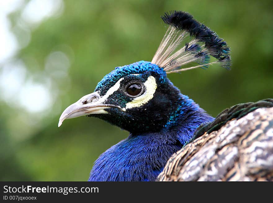 Peacock