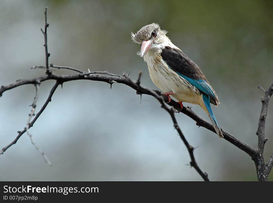 A Kingfisher starring into the water for prey. A Kingfisher starring into the water for prey.