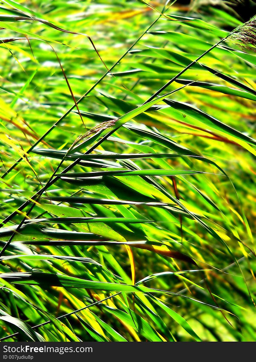 A group of reeds - summertime