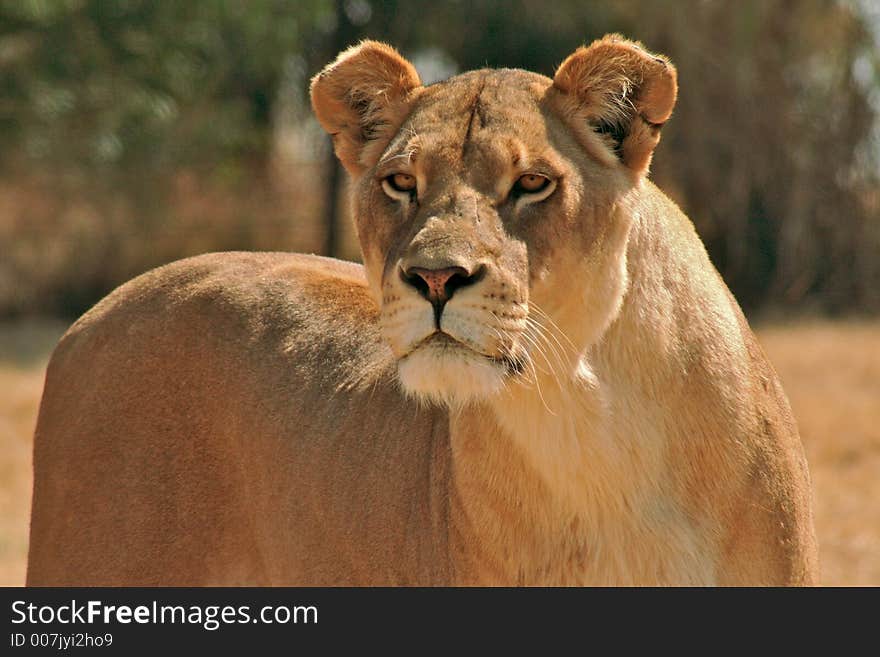 South African lioness on the hunt