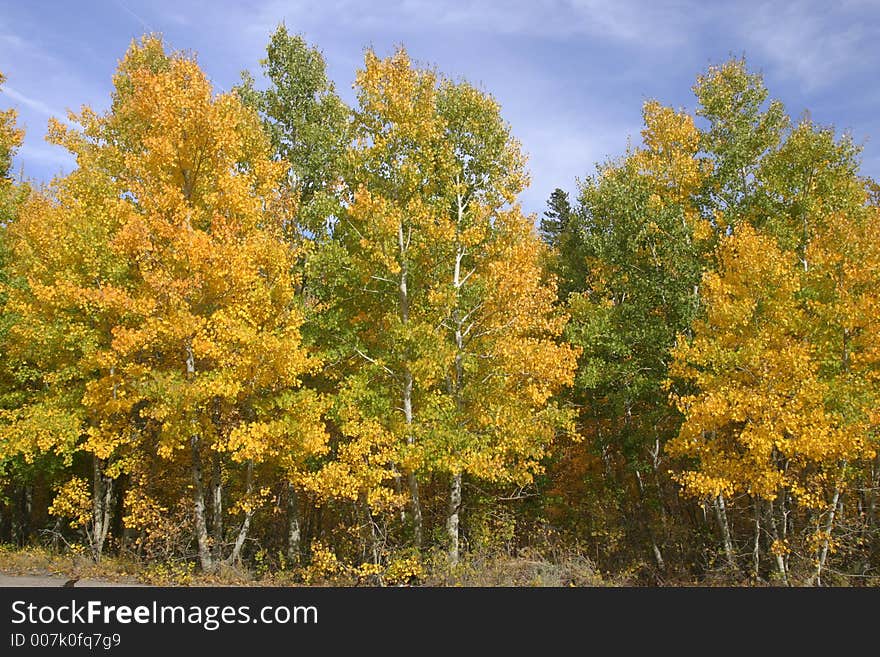 Trees changing colors in the high Sierras. Trees changing colors in the high Sierras