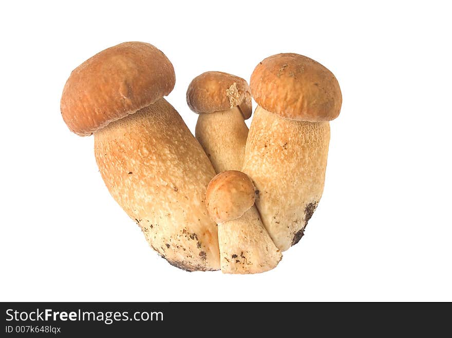 Group Of Mushrooms