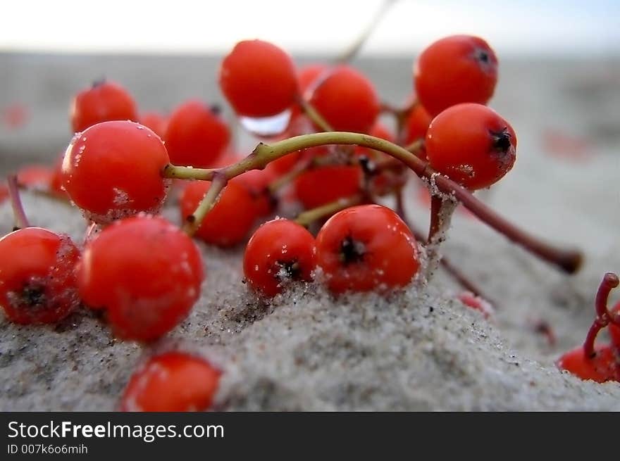 Berries on the sand