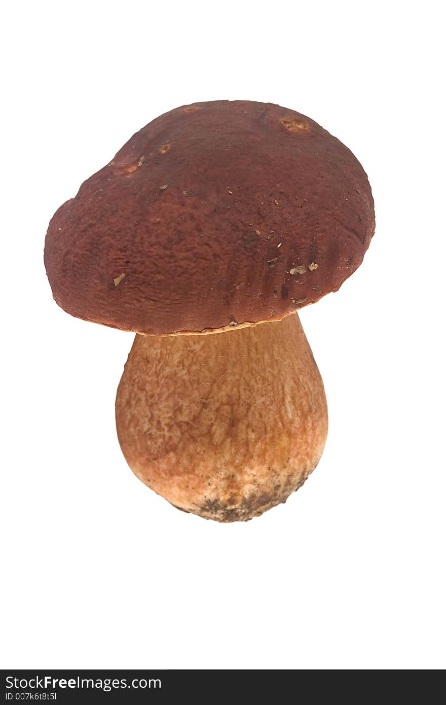 Isolated Boletus edulis Mushroom with a large cap. Isolated Boletus edulis Mushroom with a large cap