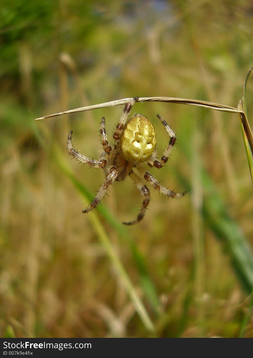 A striped spider on the grass