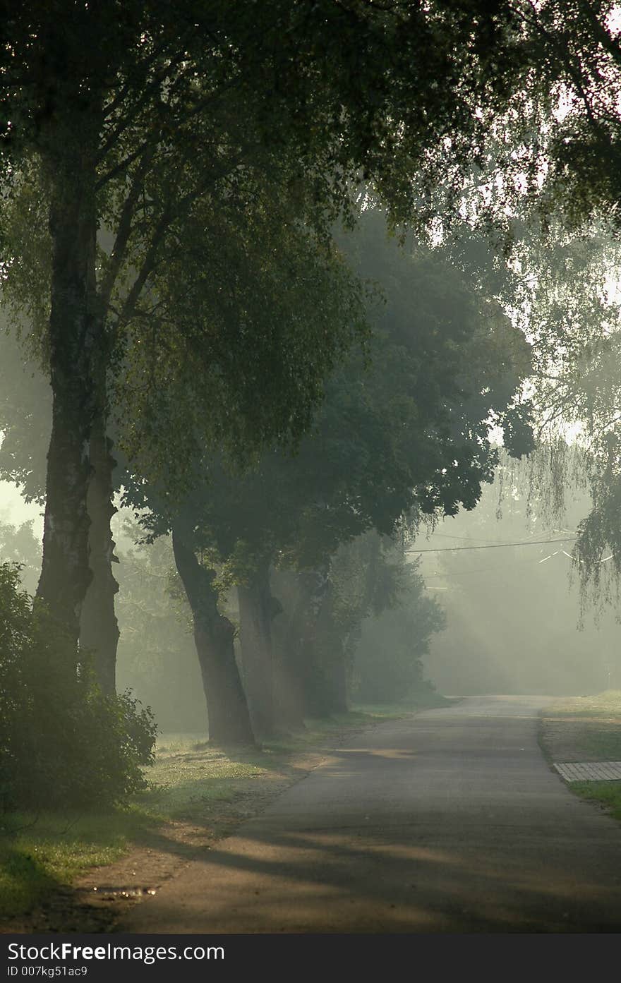 Misty Morning