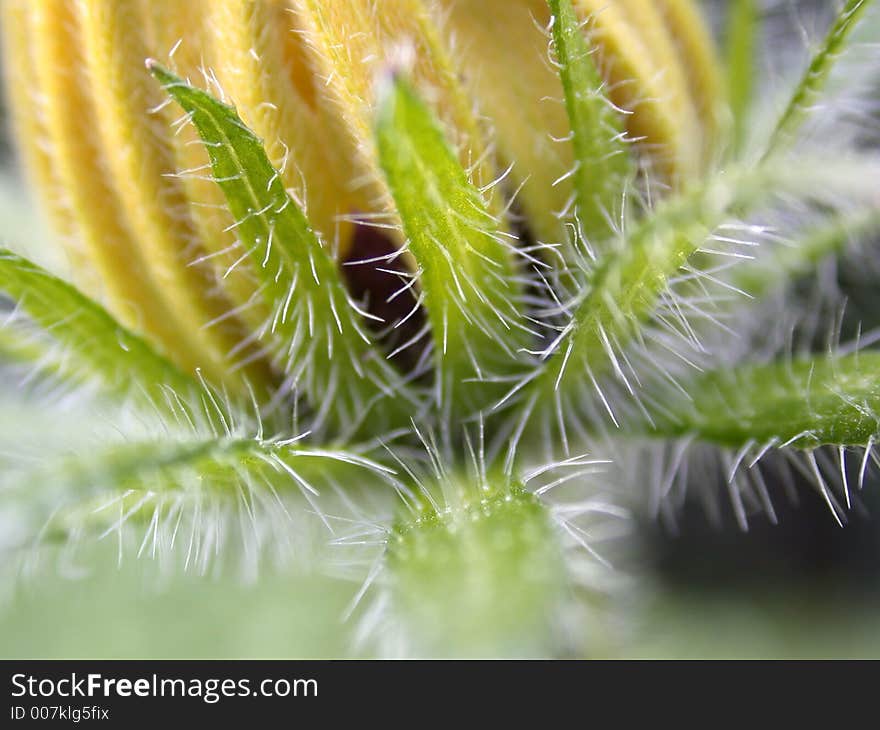 Yellow flower, macro