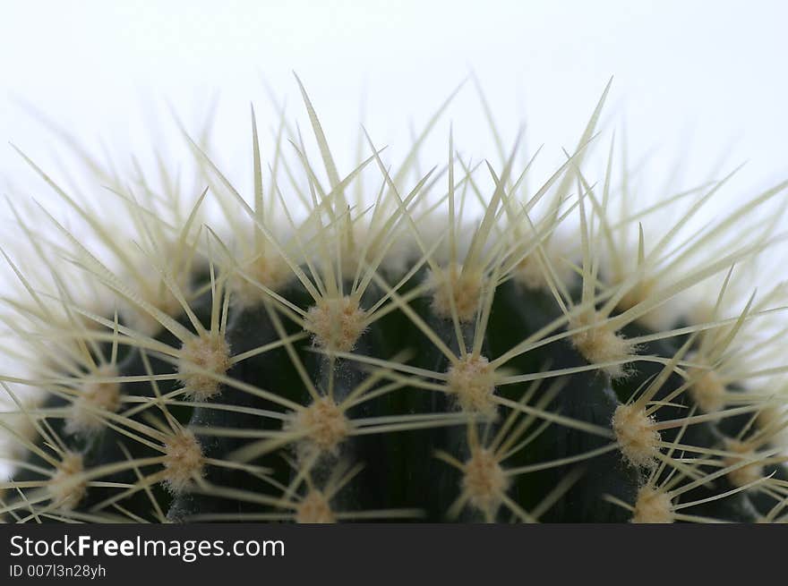 Closeup of a cactus against a white background