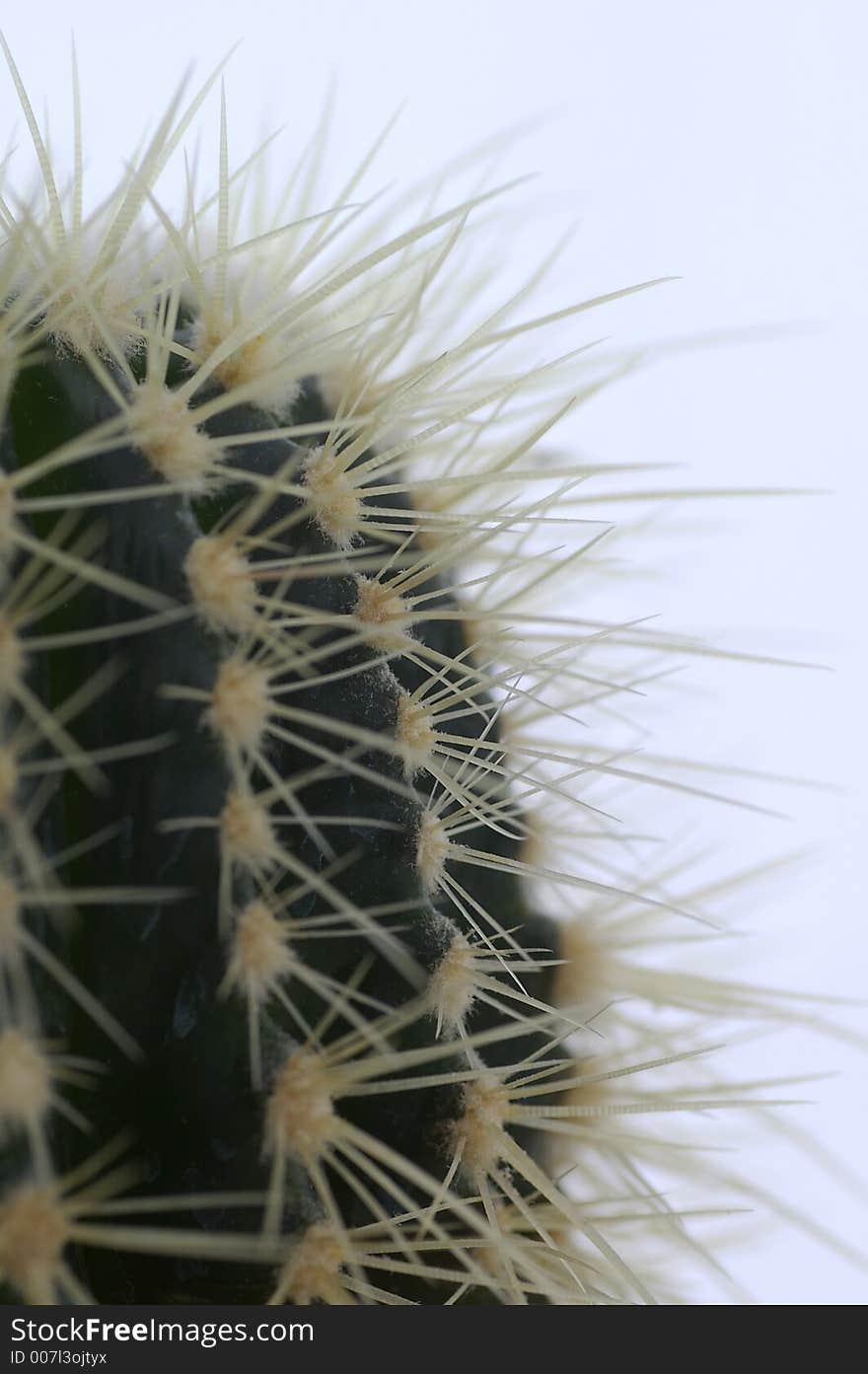 Closeup of a cactus against a white background