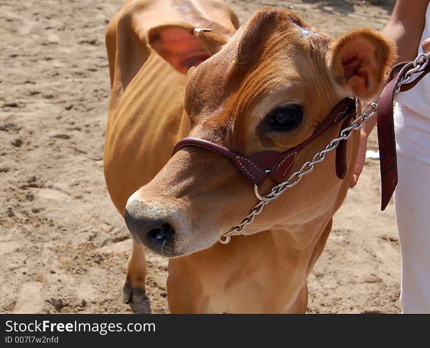 Champion calf on display at judging ceremony. Champion calf on display at judging ceremony.