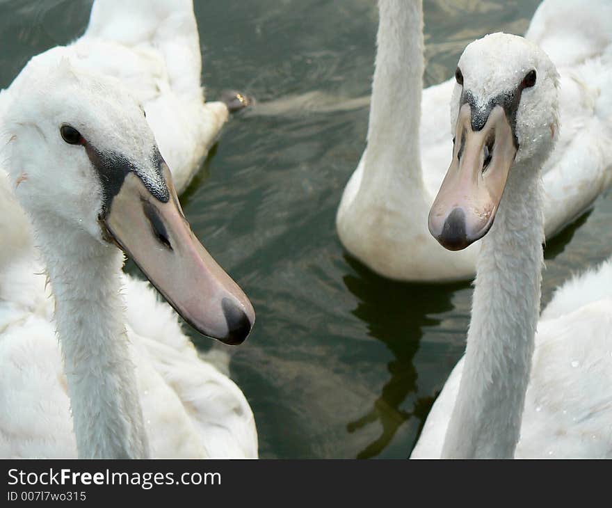 A pair of cygnet siblings swimming. A pair of cygnet siblings swimming.