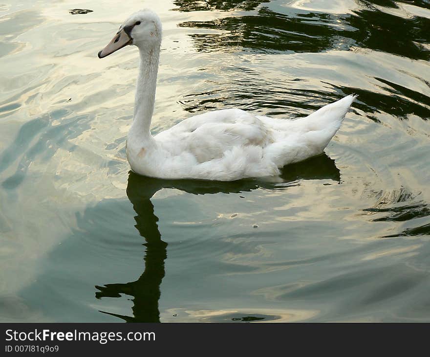 A cygnet swimming in the lake. A cygnet swimming in the lake.