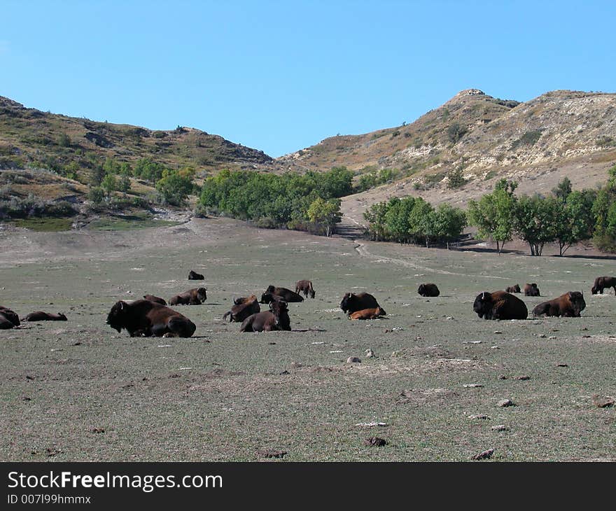 Wild Buffalo Herd 2