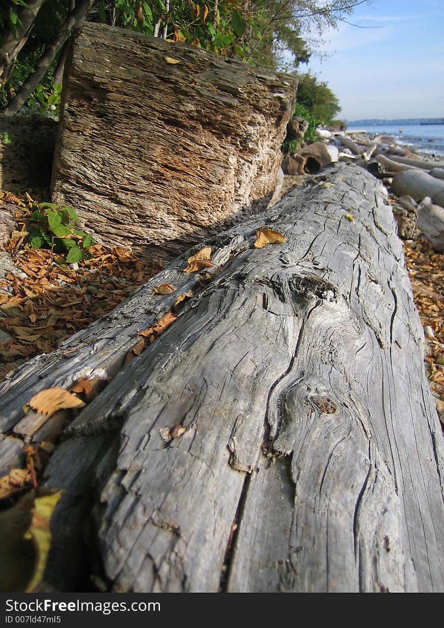 Old driftwood on beach