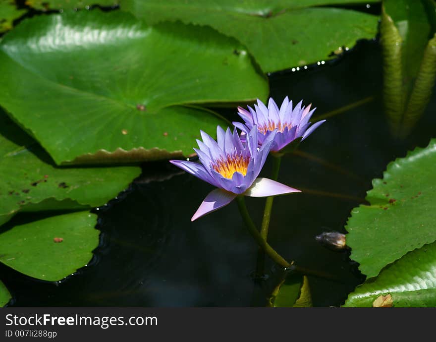 Two purple watelilies and green leaves. Two purple watelilies and green leaves