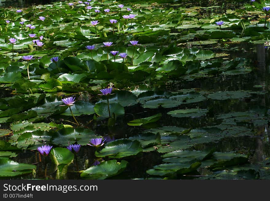 A blossom pool with purple waterlilies