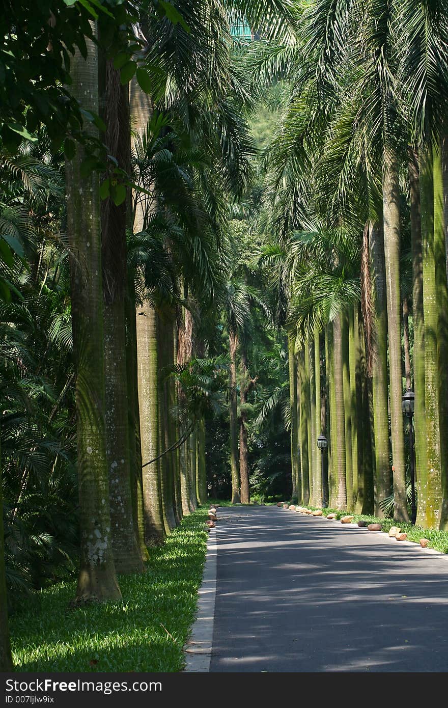 Landscape of a road,many king coconut palm trees