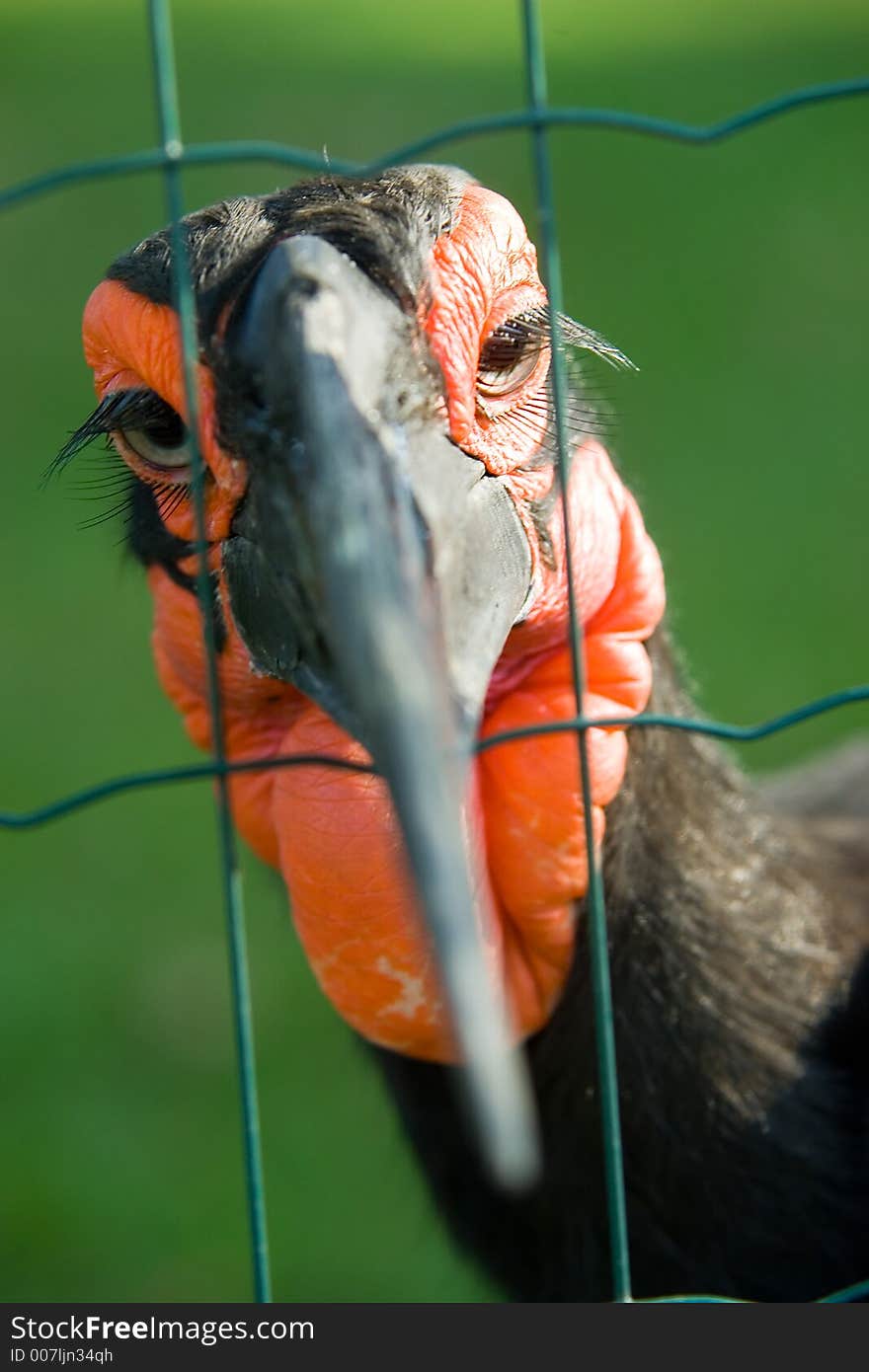 Exotic bird - African Ground hornbill behind the fence