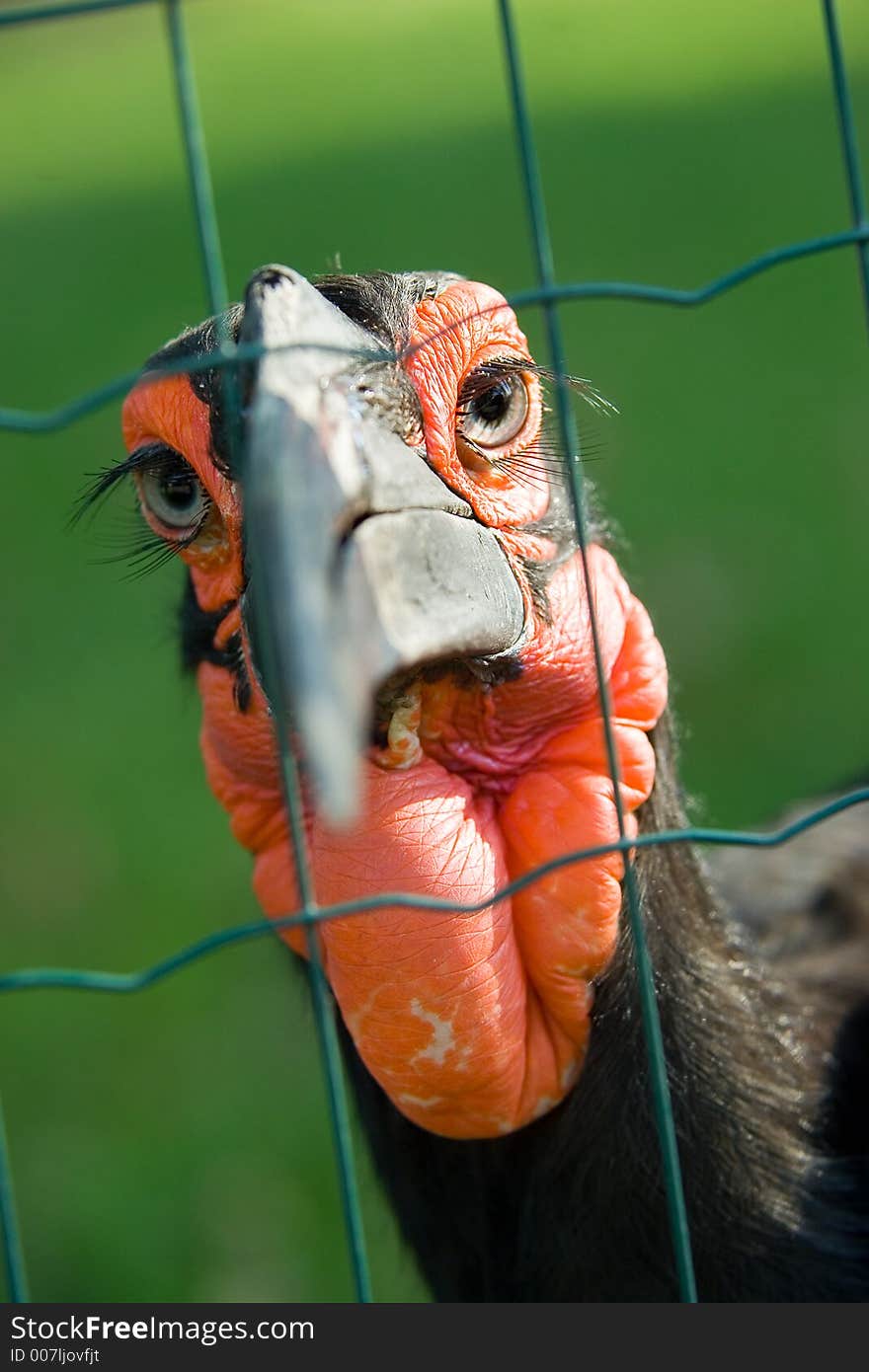 Exotic bird - African Ground hornbill behind the fence