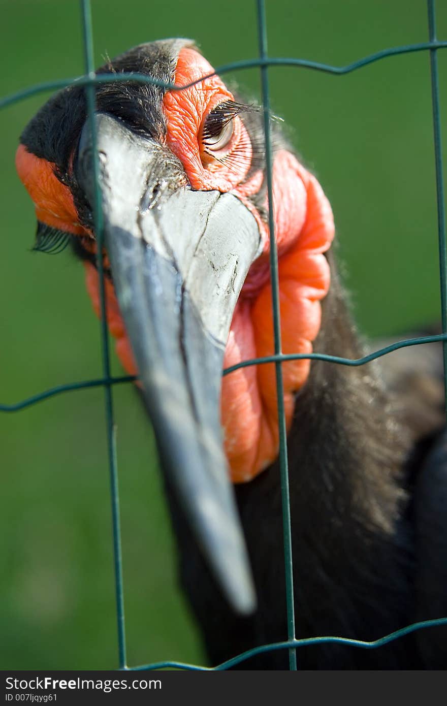 Exotic bird - African Ground hornbill behind the fence