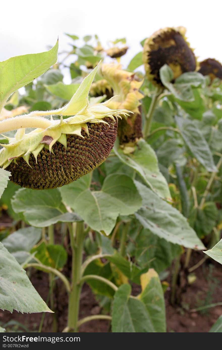 A field of sunflowers, crumpled sunflowers, at the point of death