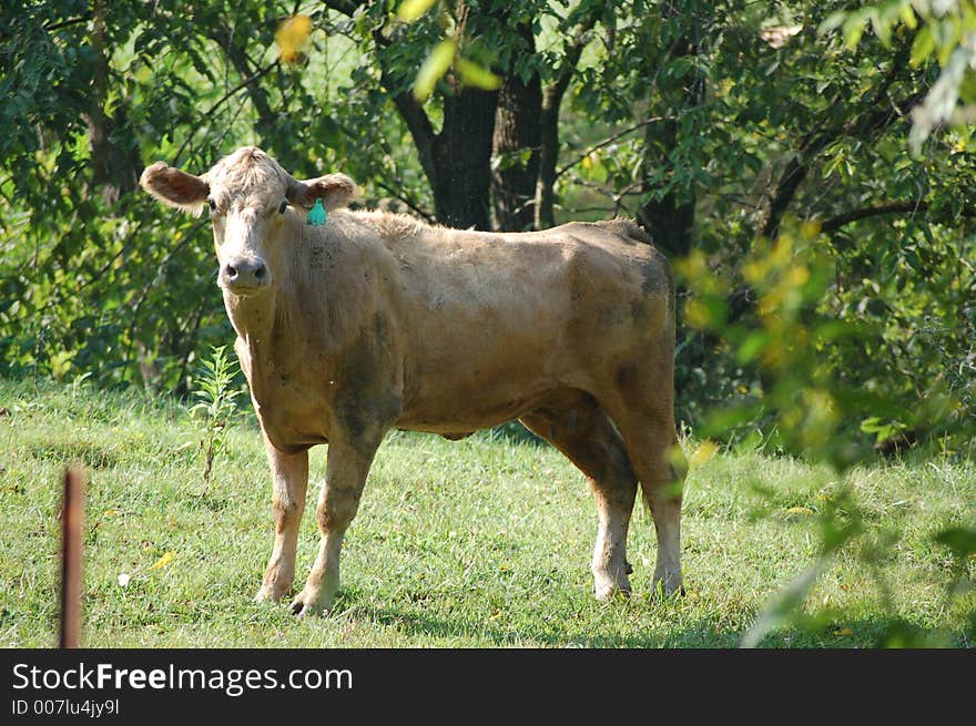 Cow