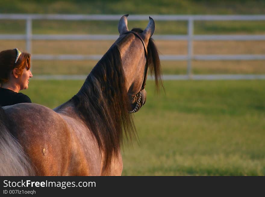 Female trainer and Arabian halter stallion. Female trainer and Arabian halter stallion