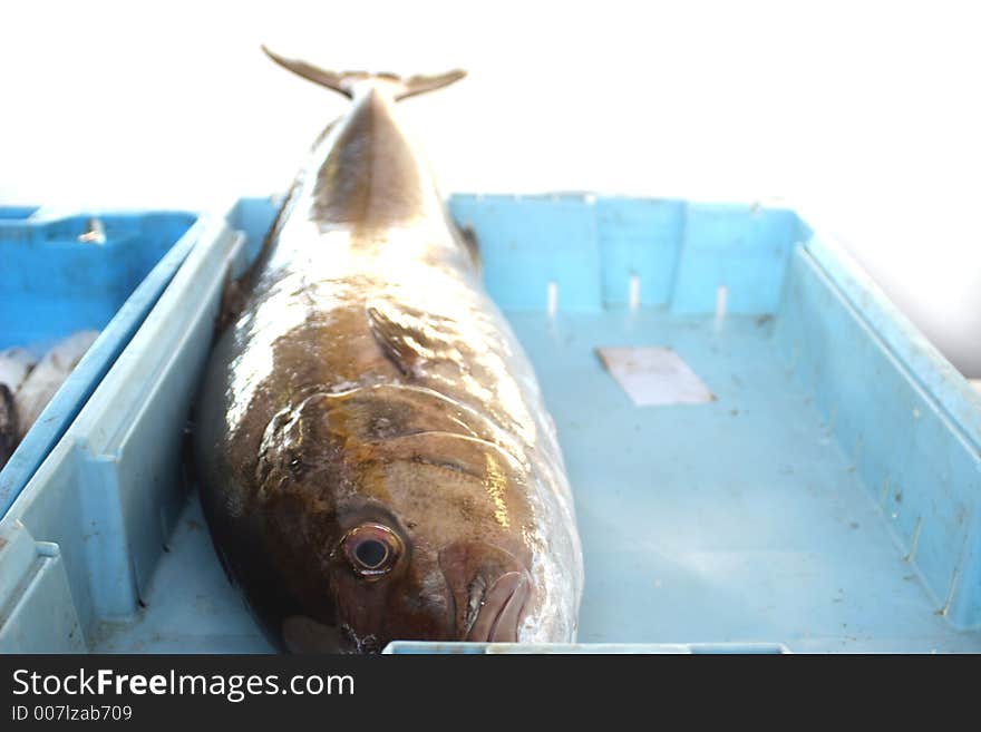 Fish in a market