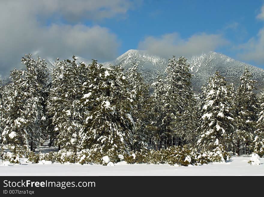 Snow covered pine trees near the mountains. Snow covered pine trees near the mountains