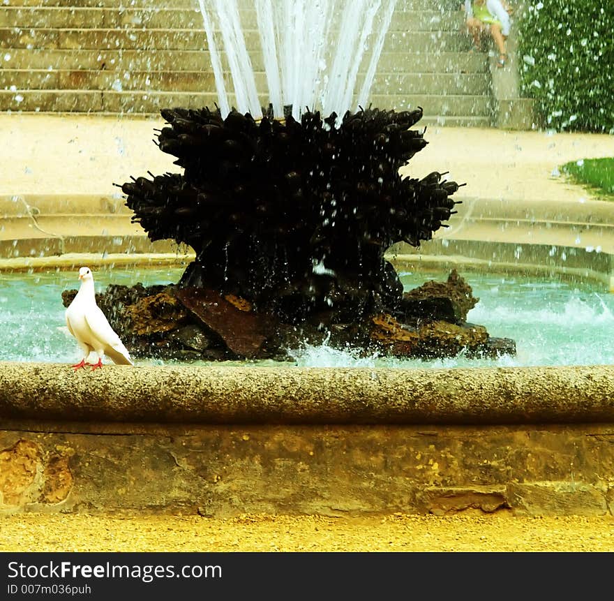 Fountain and pigeon