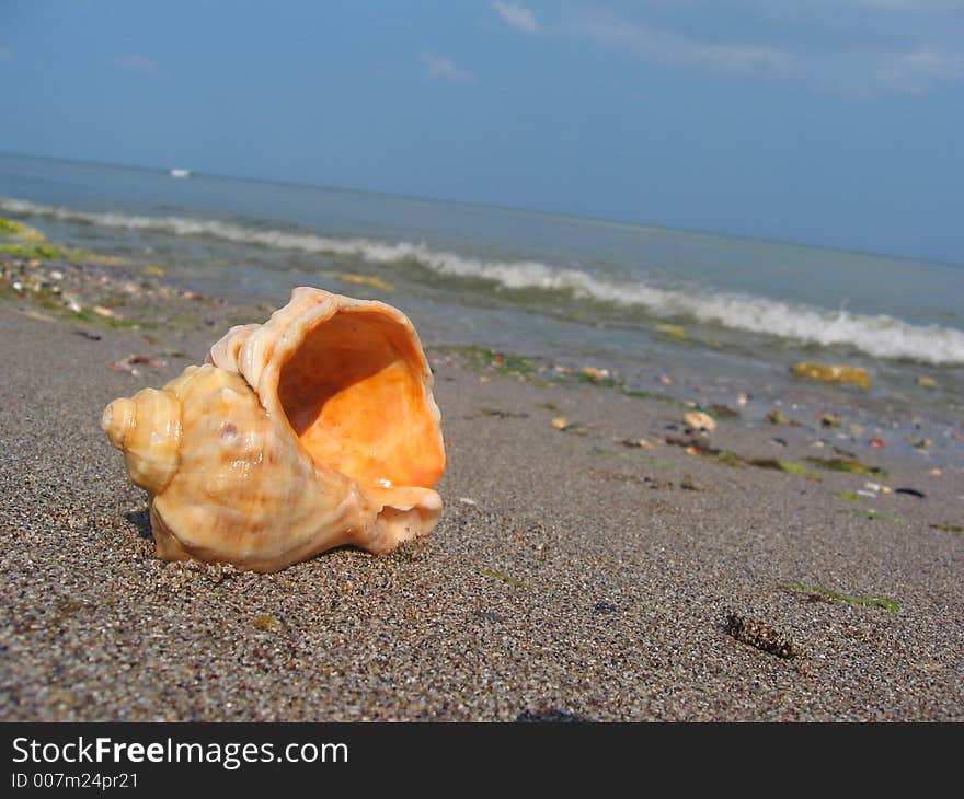 Single orange shell on the beach. Single orange shell on the beach