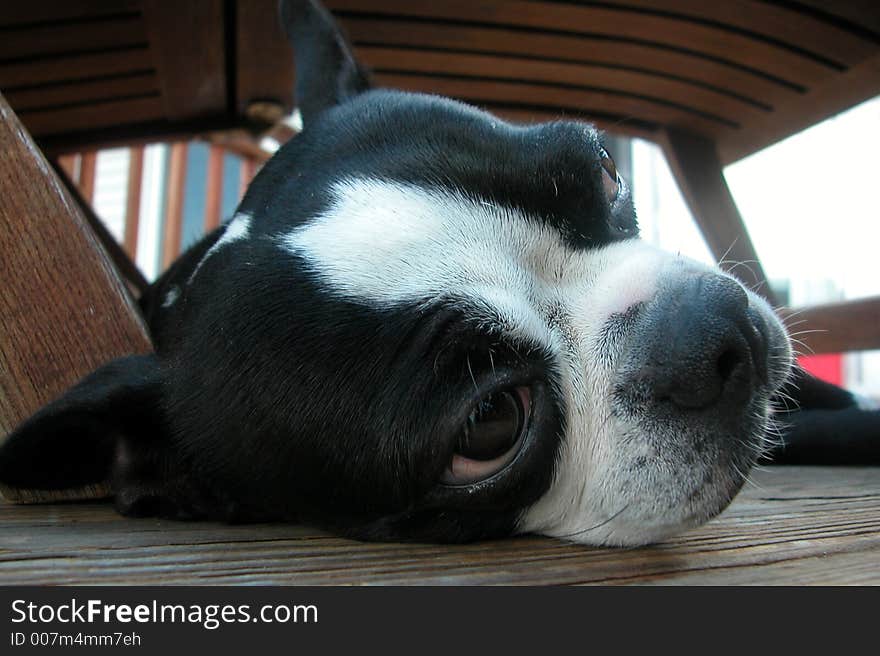 Boston Terrier Nap