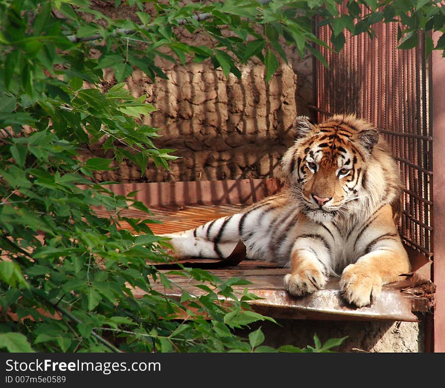 The Amur tiger.