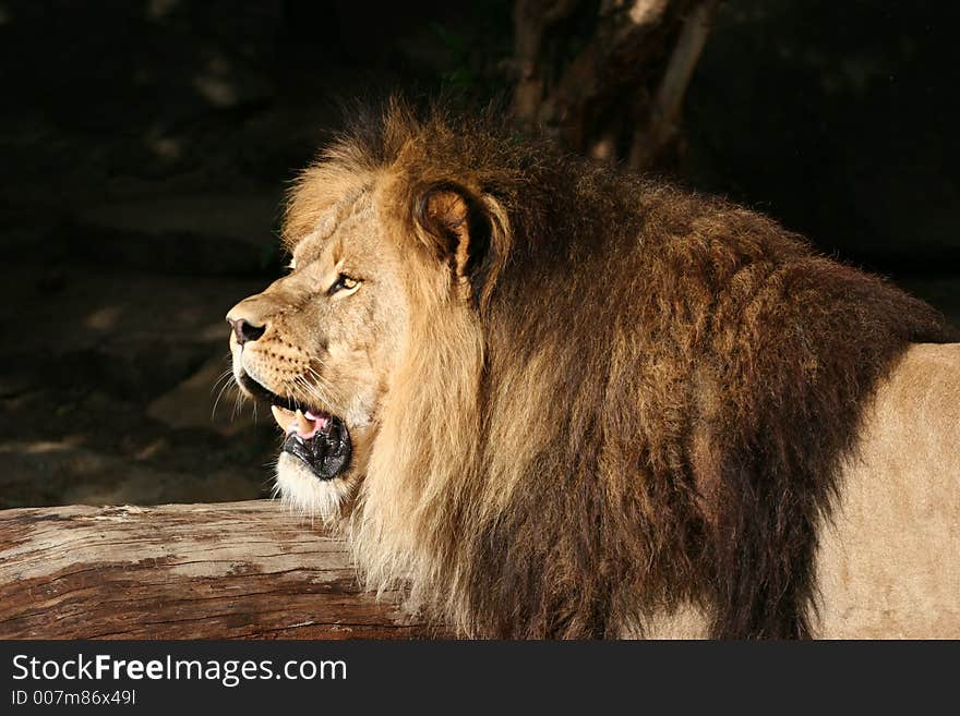 Close-up shot of a male lion in the Amsterdam Zoo. Close-up shot of a male lion in the Amsterdam Zoo.