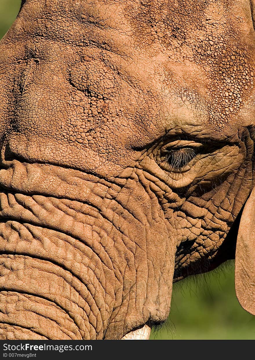 Closeup of an elephant head