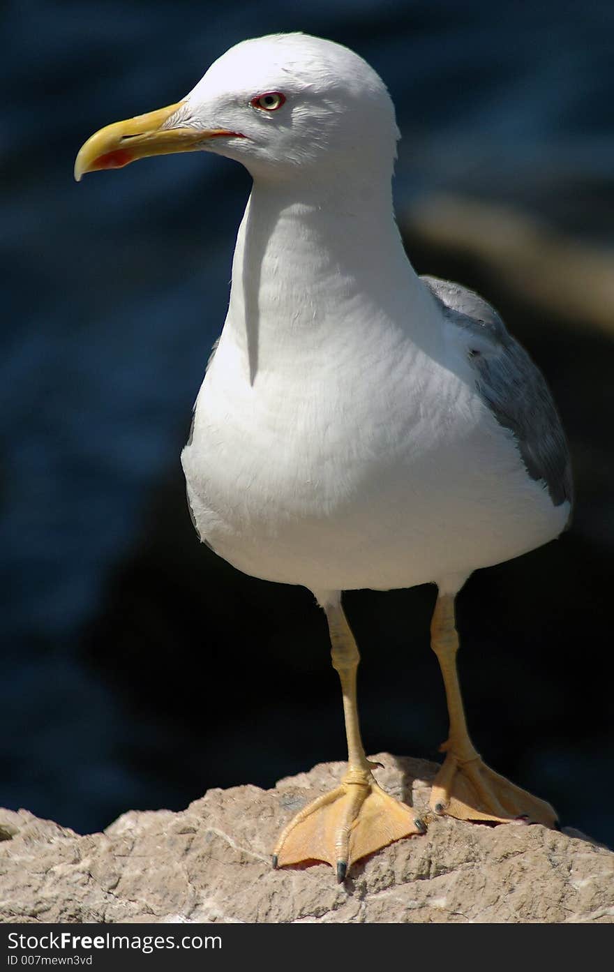 Portrait of a sea gull