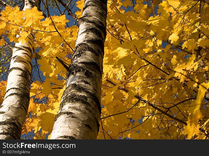 Autumn maple leafs on trees. Clear blue sky beyond