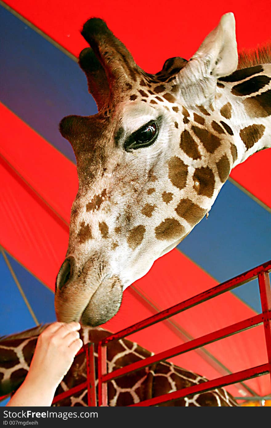 Close up of giraffe eating out of childs hand.