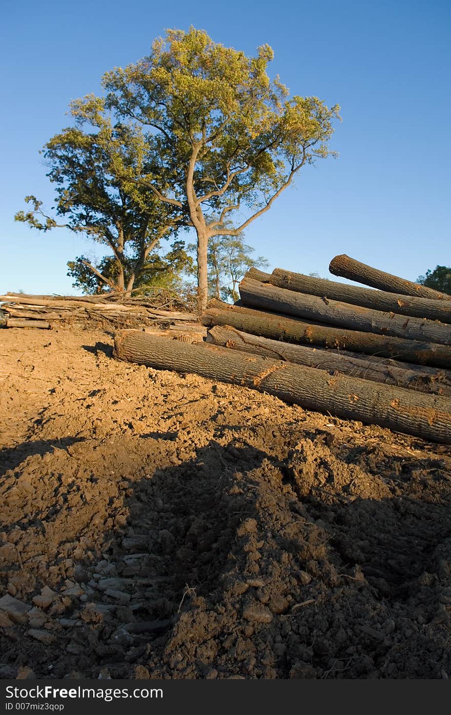 Freshly cut logs stacked on a clear-cut bluff with a lone tree still standing in the distance in warm afternoon light. Freshly cut logs stacked on a clear-cut bluff with a lone tree still standing in the distance in warm afternoon light.