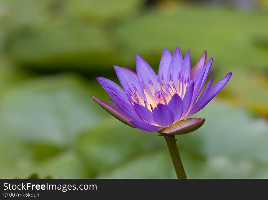 Photo of a Purple Water Lily