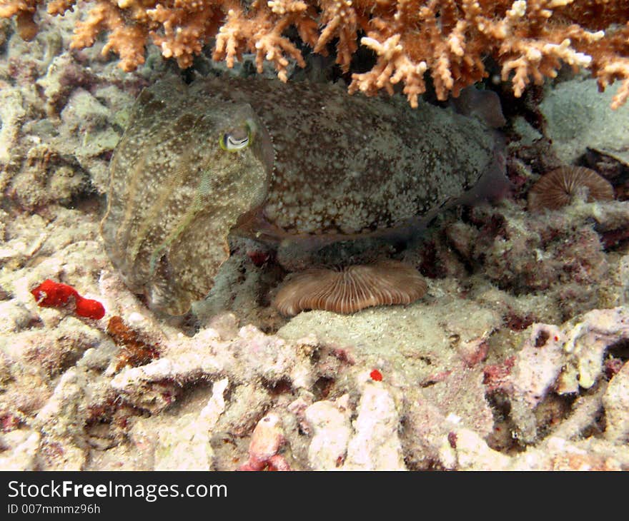 Cuttlefish