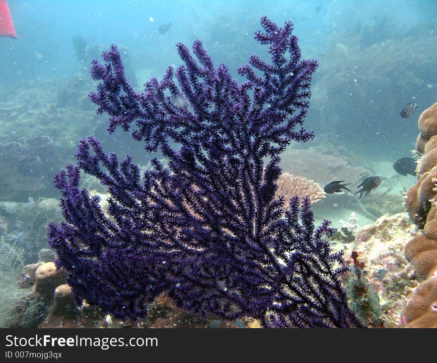 Purple seafan