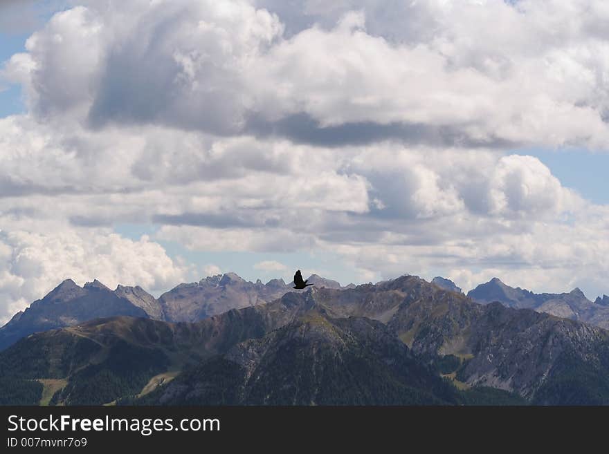 Pyrrhocorax graculus,Alpine Chough,Dolomites