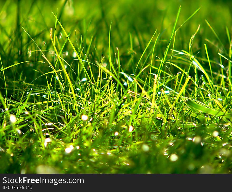 Natural green grass close-up. Natural green grass close-up